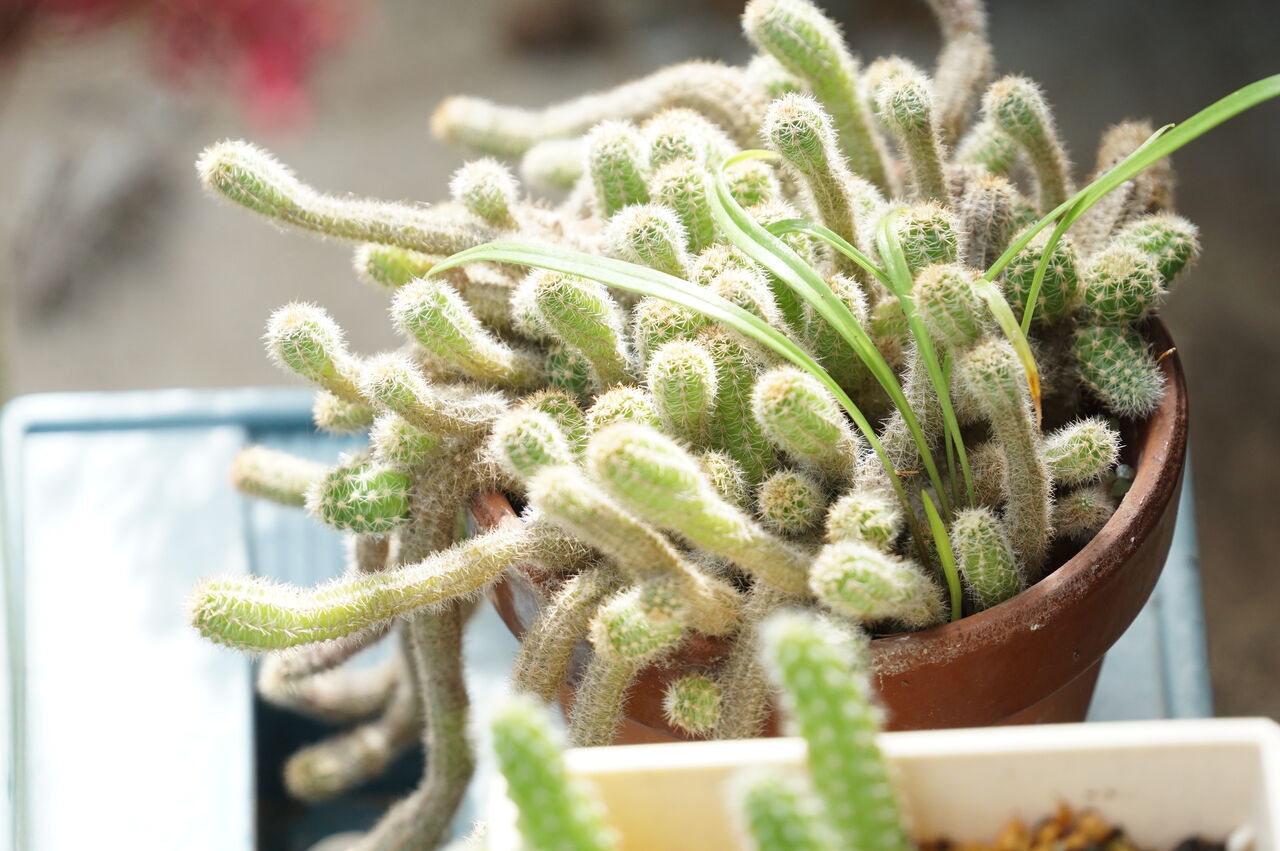 オレンジ色の花が可愛い場所いらずのヒモサボテン 白檀 ビャクダン の育て方増やし方 ピノ子の庭 オレンジ色の花が可愛い場所いらずのヒモサボテン 白檀 ビャクダン の育て方増やし方 ピノ子の庭
