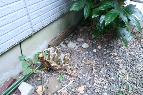 20201004紫陽花の伐採