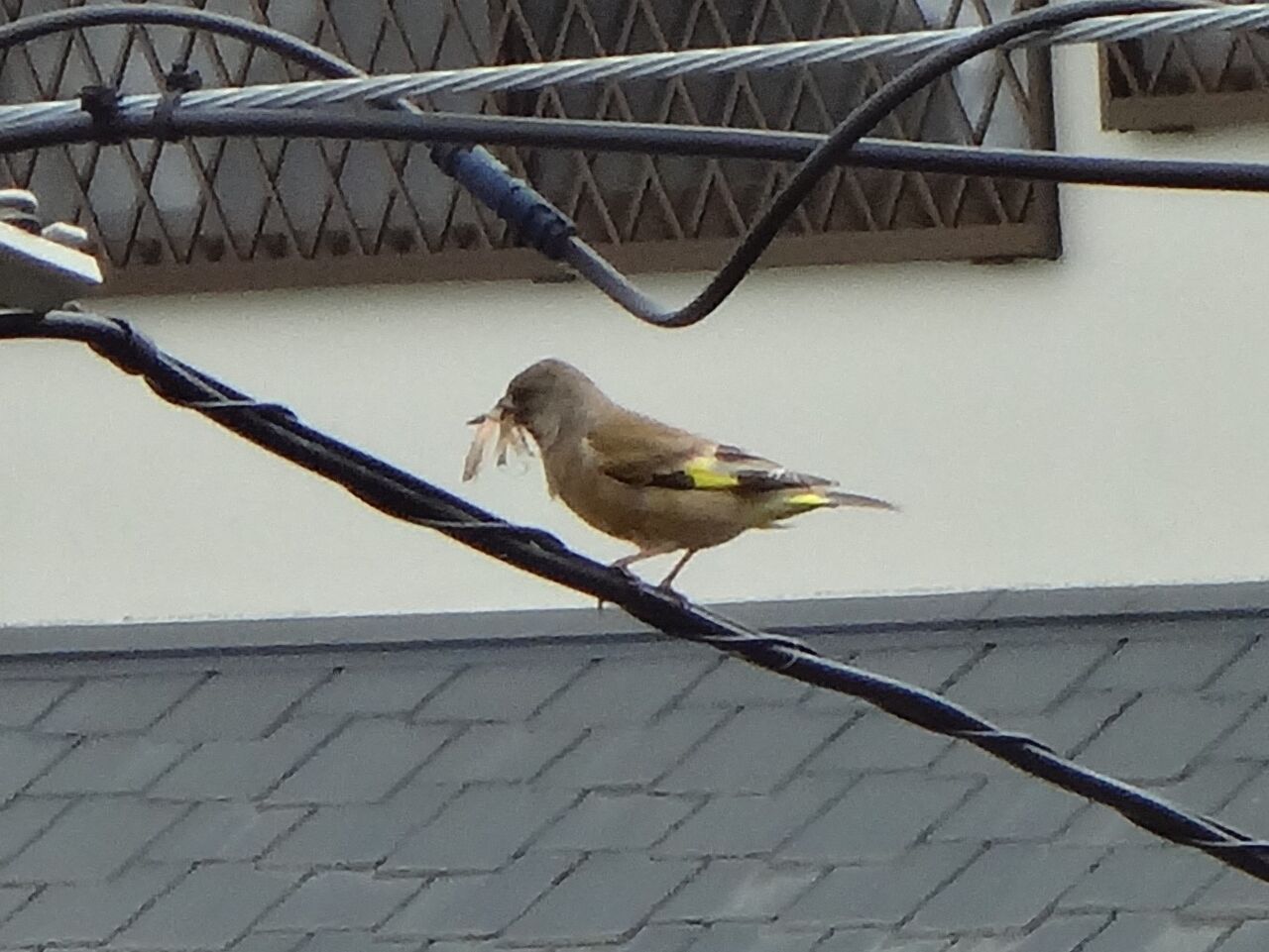 わかると楽しい野鳥観察 ピノ子流 野鳥の見つけ方見分け方 夏の鳥編 ピノ子の庭