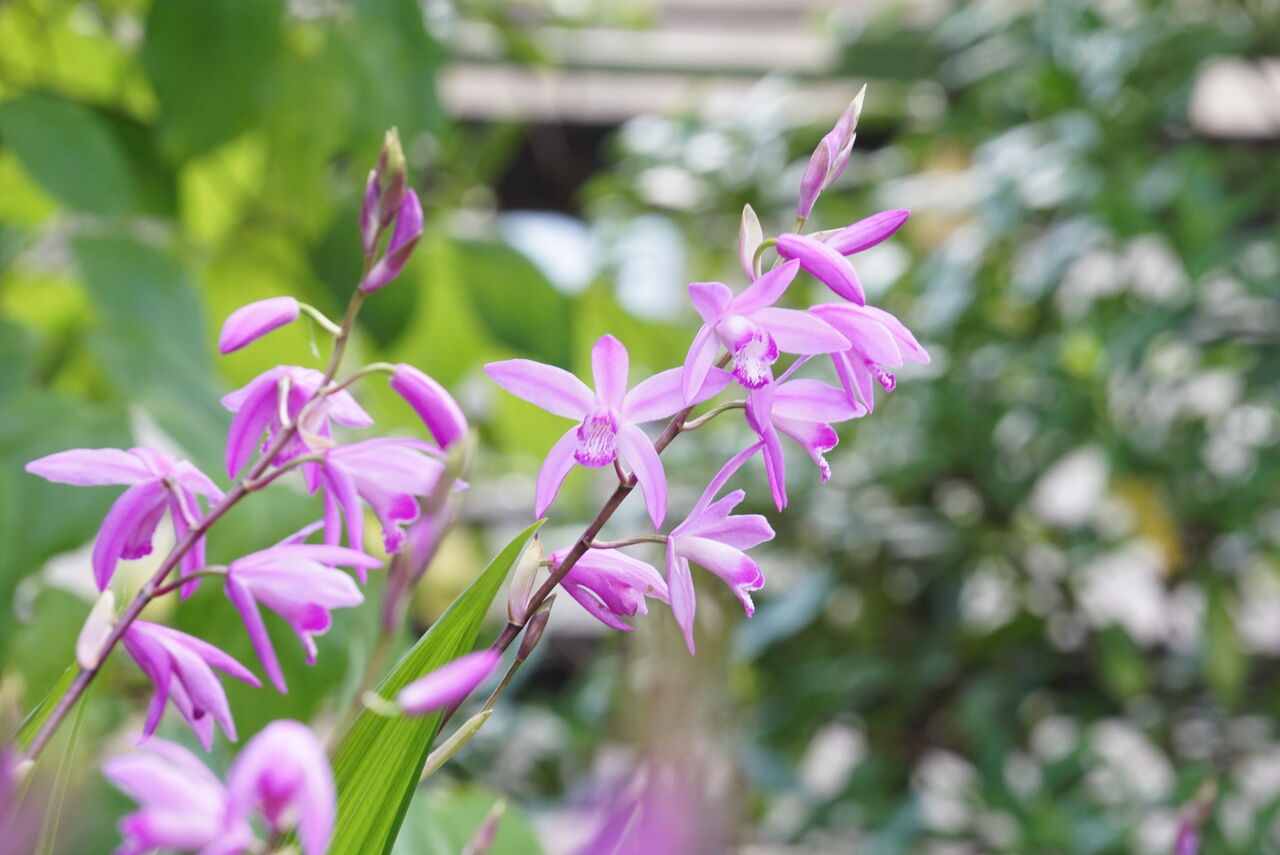 私がおすすめする狭い庭でも扱いやすく丈夫な宿根草 庭植え編 ピノ子の庭