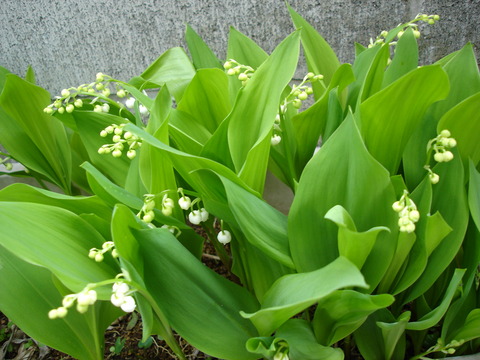 20040504スズラン
