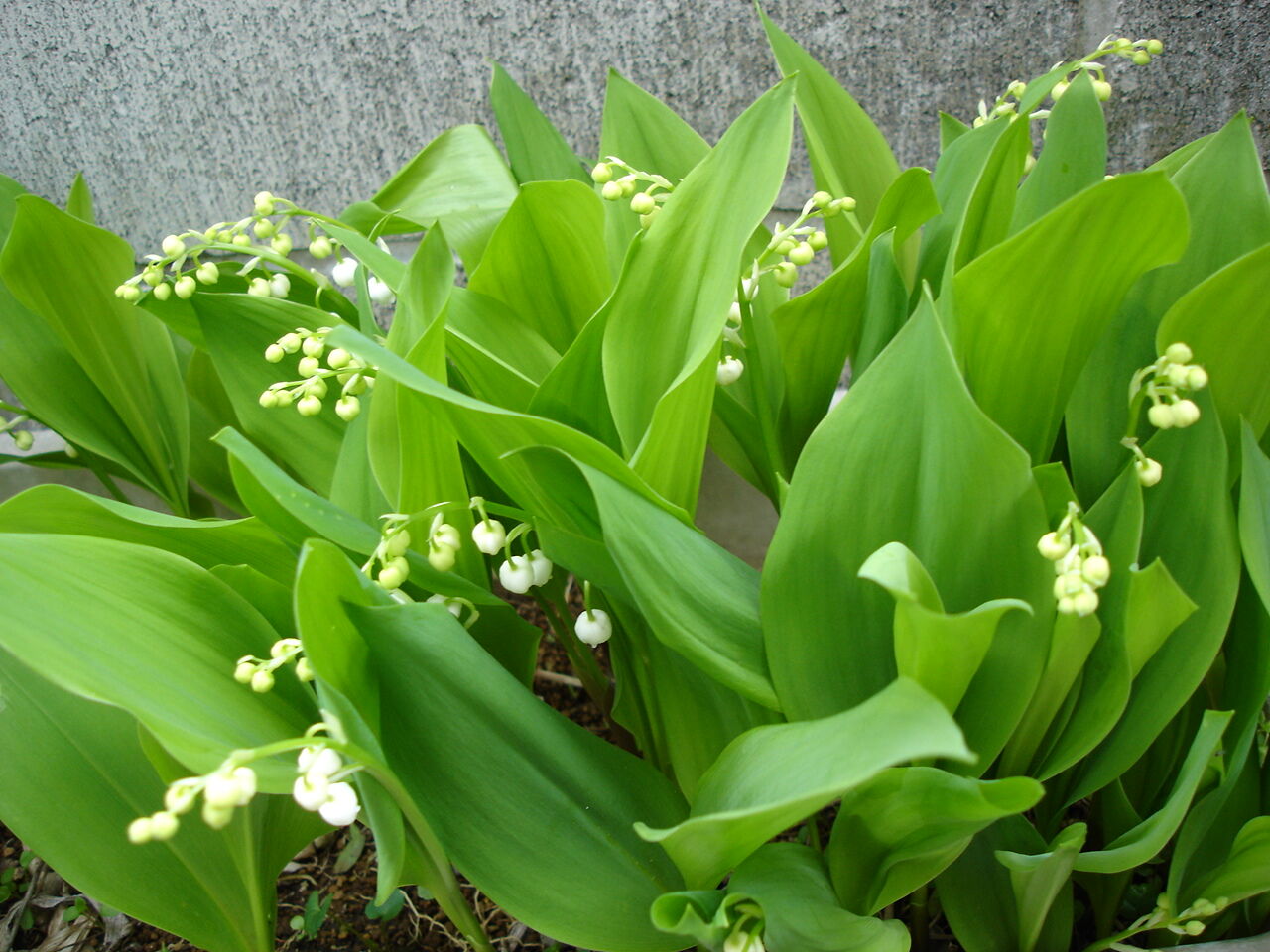 日本古来の丈夫な植物 ミヤコワスレ 都忘れ の育て方増やし方 ピノ子の庭