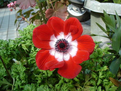 20070309アネモネ