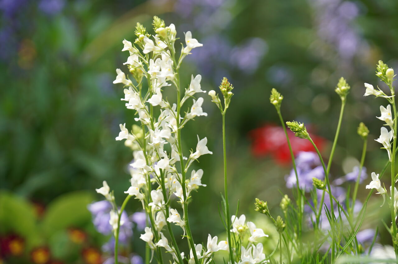 かれんで華奢だけどこぼれ種で毎年咲く丈夫なリナリア 姫キンギョソウ の育て方 ピノ子の庭