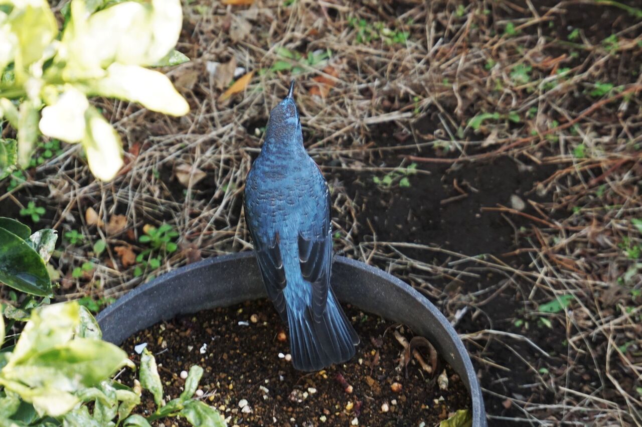 幸せの青い鳥が庭にやってきた イソヒヨドリ そして腰痛の日の野鳥観察 ピノ子の庭