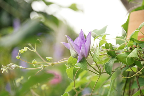 20190624クレマチス