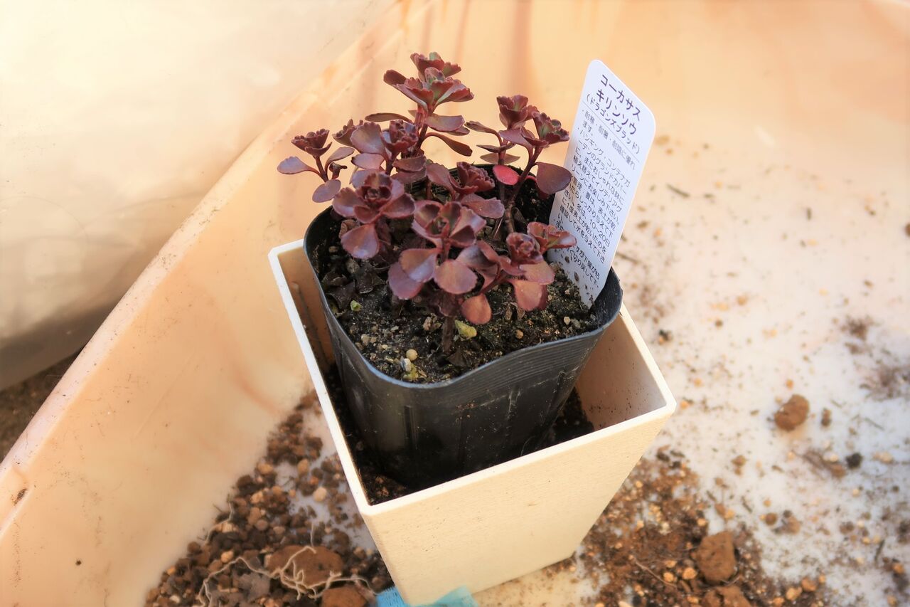 多肉をオシャレな鉢に植える 多肉植物寄せ植えの土を使う ピノ子の庭