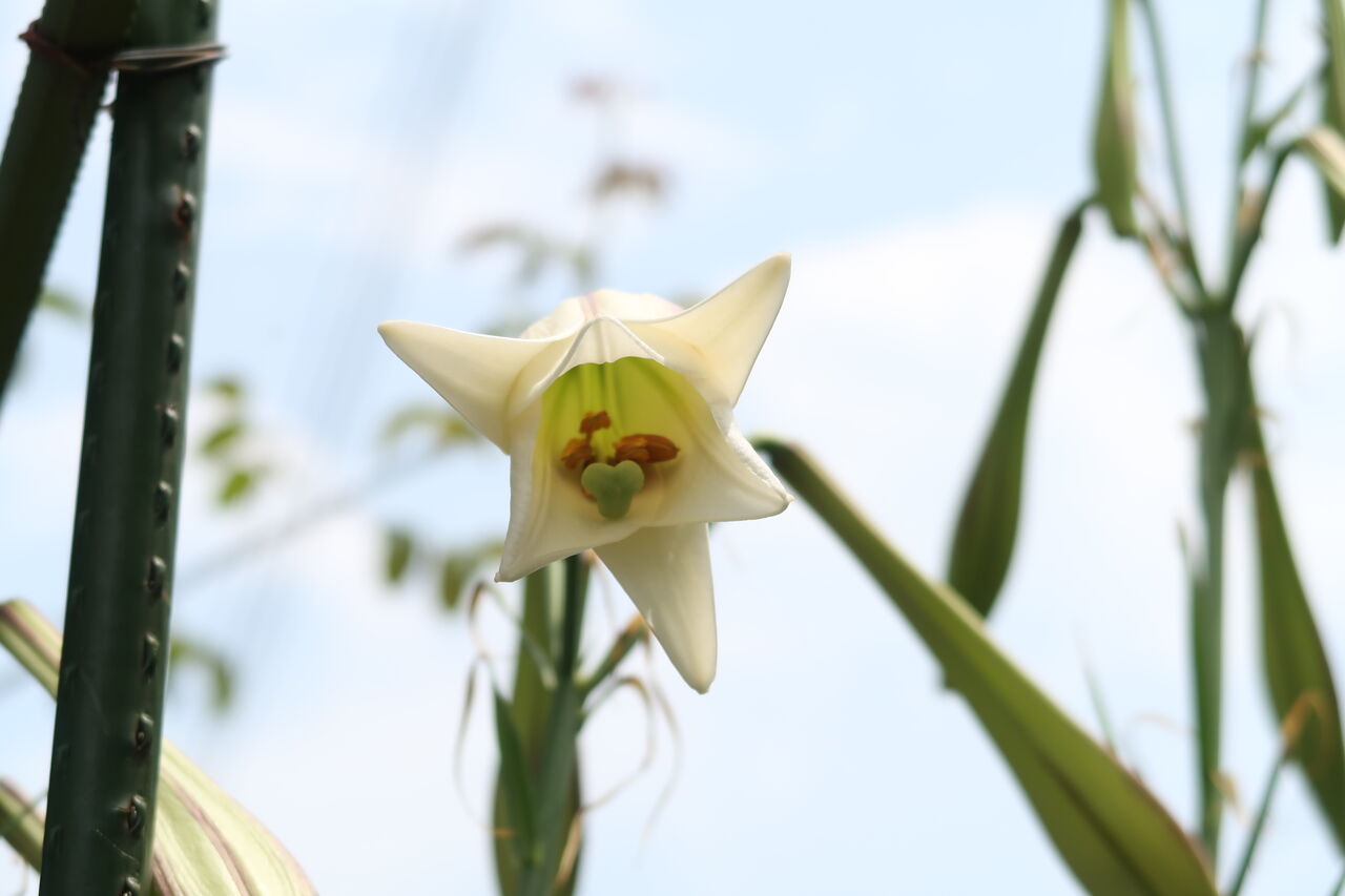真夏の暑さに強いタカサゴユリ 台湾ユリ の良い花を咲かせる育て方 ピノ子の庭 真夏の暑さに強いタカサゴユリ 台湾ユリ の良い花を咲かせる育て方 ピノ子の庭