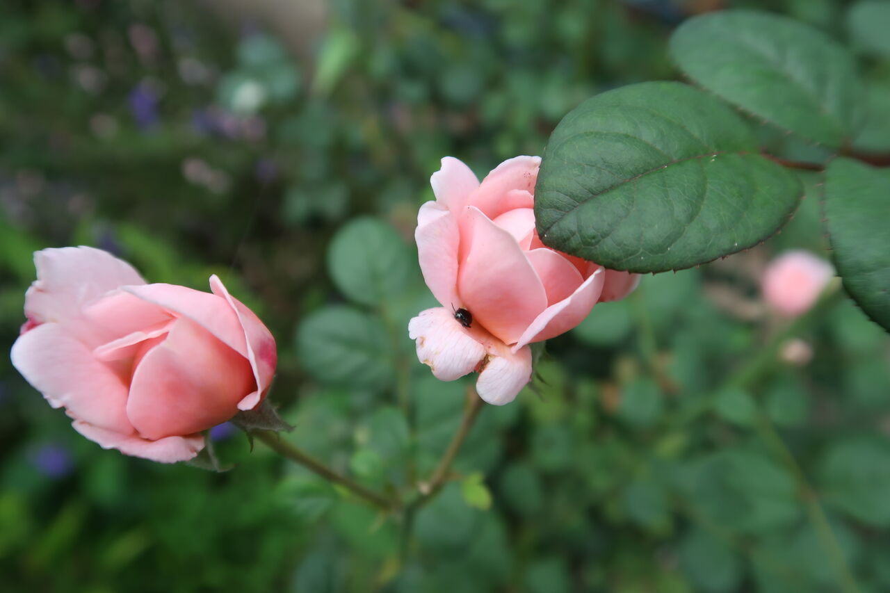 無農薬栽培のバラ 初夏のやるべき仕事 ピノ子の庭 無農薬栽培のバラ 初夏のやるべき仕事 ピノ子の庭