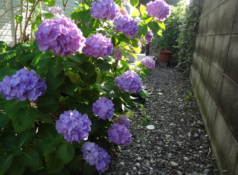 20130627紫陽花