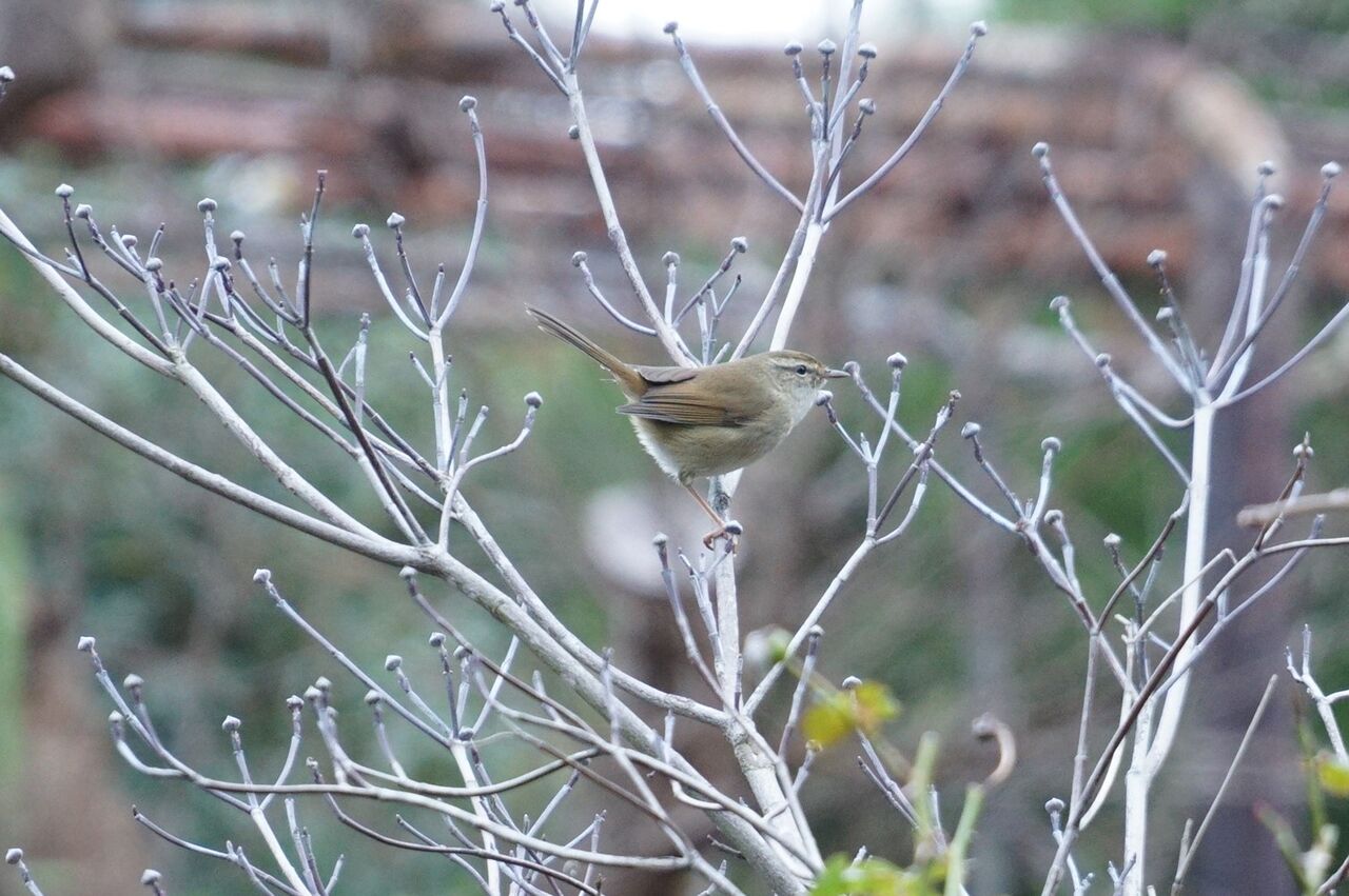 わかると楽しい野鳥観察 ピノ子流 野鳥の見つけ方見分け方 冬の鳥編 ピノ子の庭 わかると楽しい野鳥観察 ピノ子流 野鳥の見つけ方見分け方 冬の鳥編 ピノ子の庭