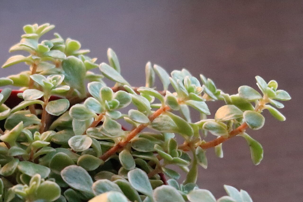 おうち時間が楽しくなる 多肉植物 4種類買いました ピノ子の庭