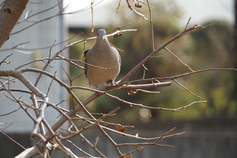 DSC05038