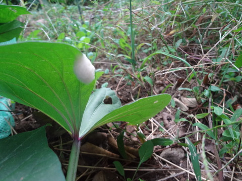 寄生する虫のさなぎ