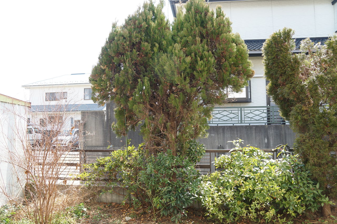 伸びすぎたコニファー エレガンテシマ の剪定の仕方 ピノ子の庭