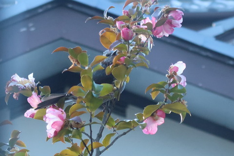 ヒヨドリ2