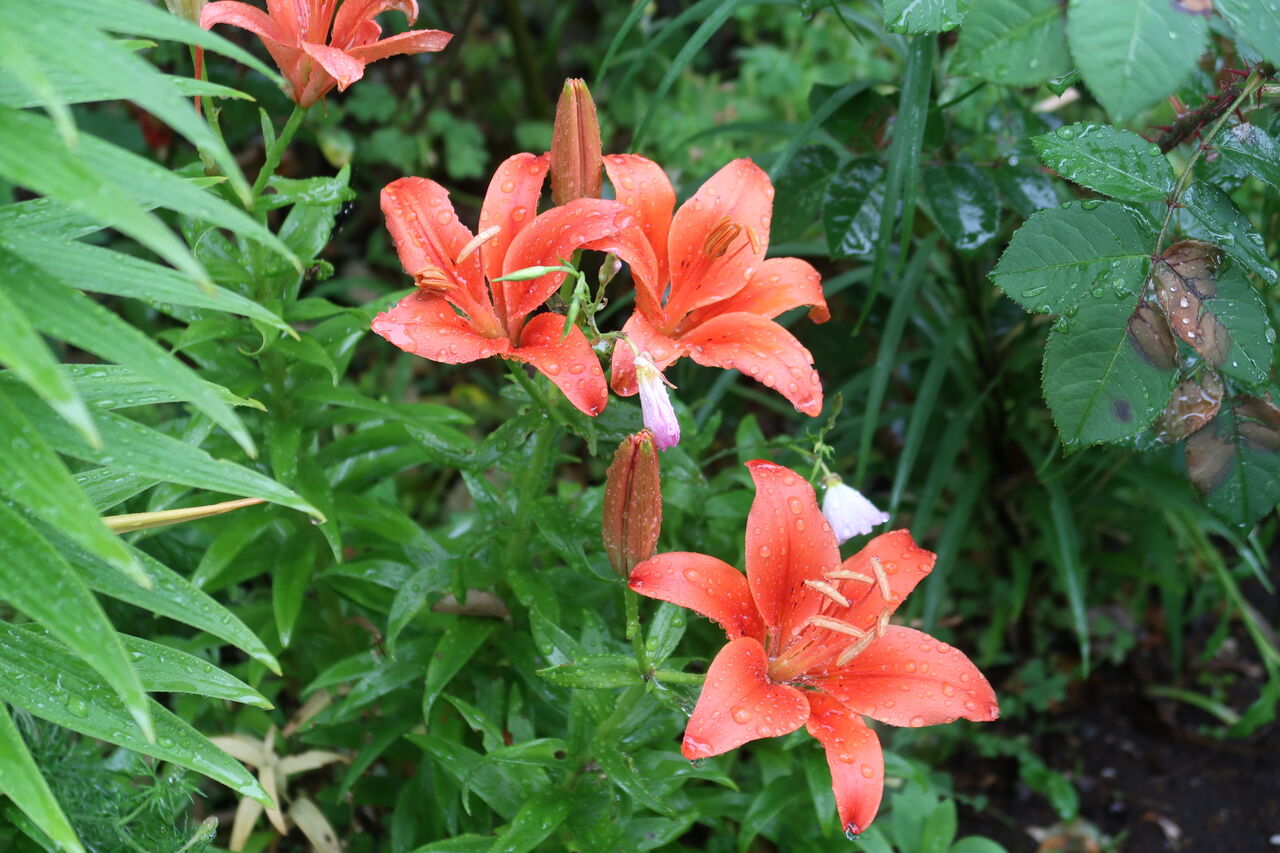 秋植え球根第二弾ユリ アルストロメリアの開花 まだ咲いているアネモネ ピノ子の庭