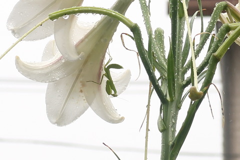 8月14日カマキリのお宿