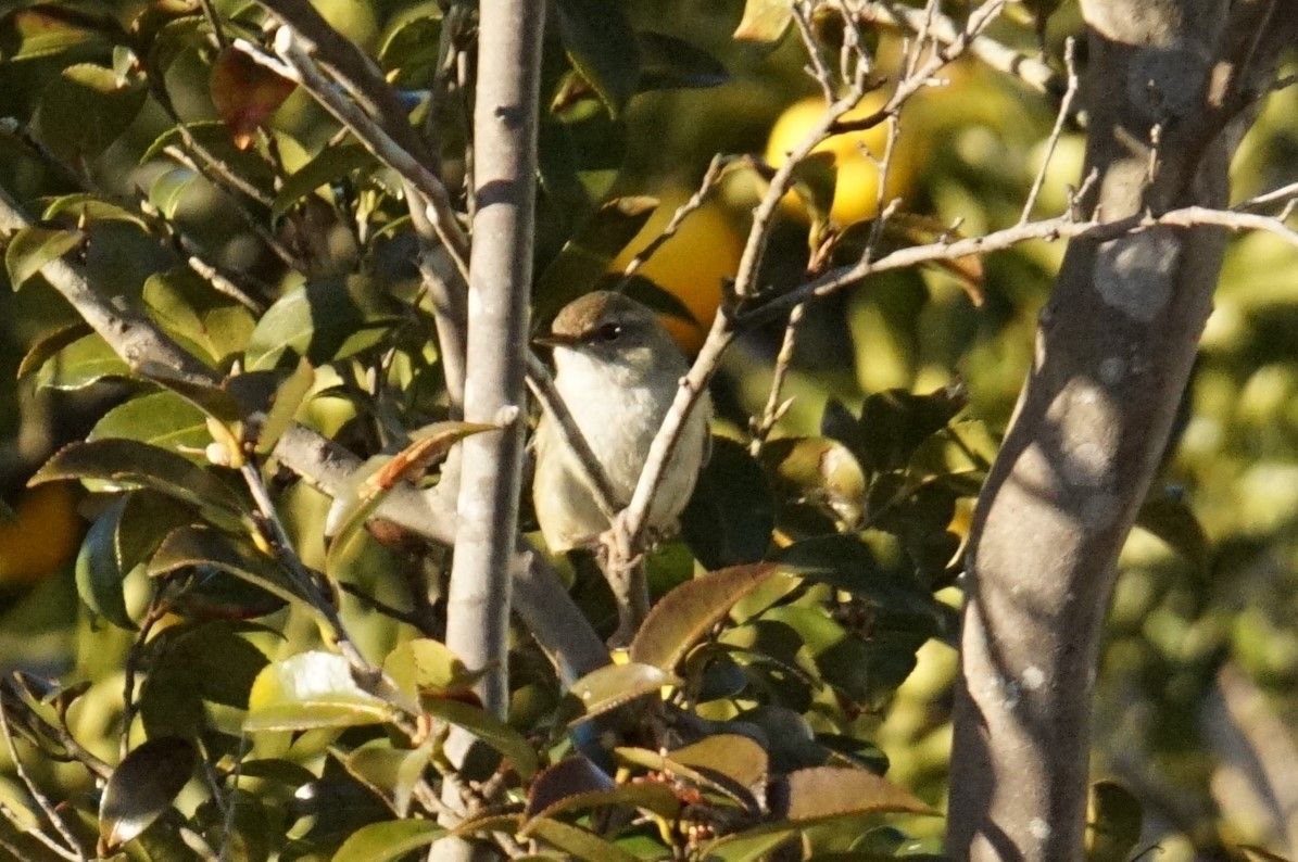 ウグイス 鶯 庭に来る野鳥 ピノ子の庭 ウグイス 鶯 庭に来る野鳥 ピノ子の庭