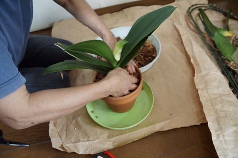植え込み