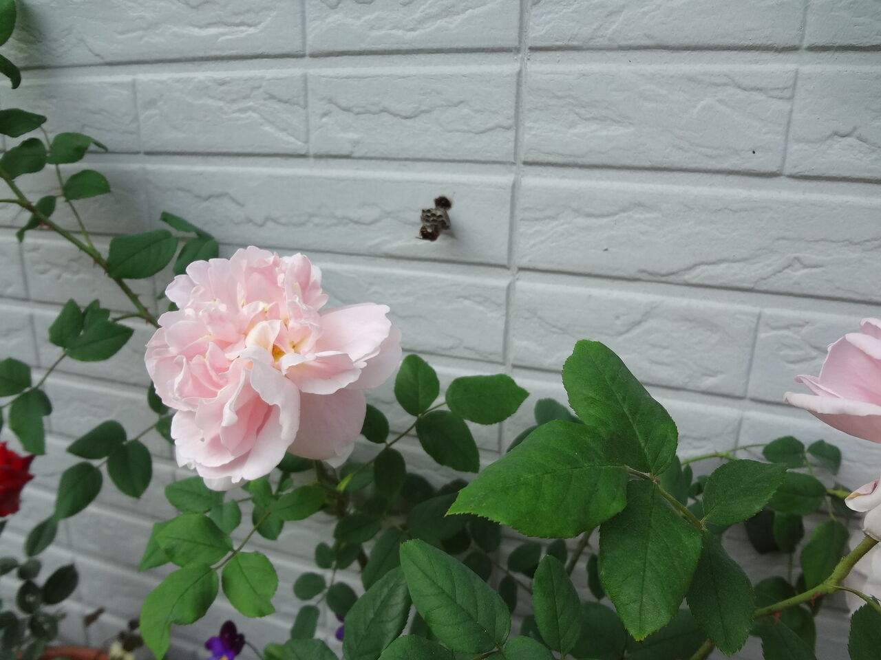 庭で大きな被害を出す害虫8種 冬の間にやっておきたい作業 ピノ子の庭