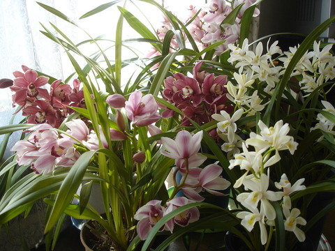 20090309シンビジューム