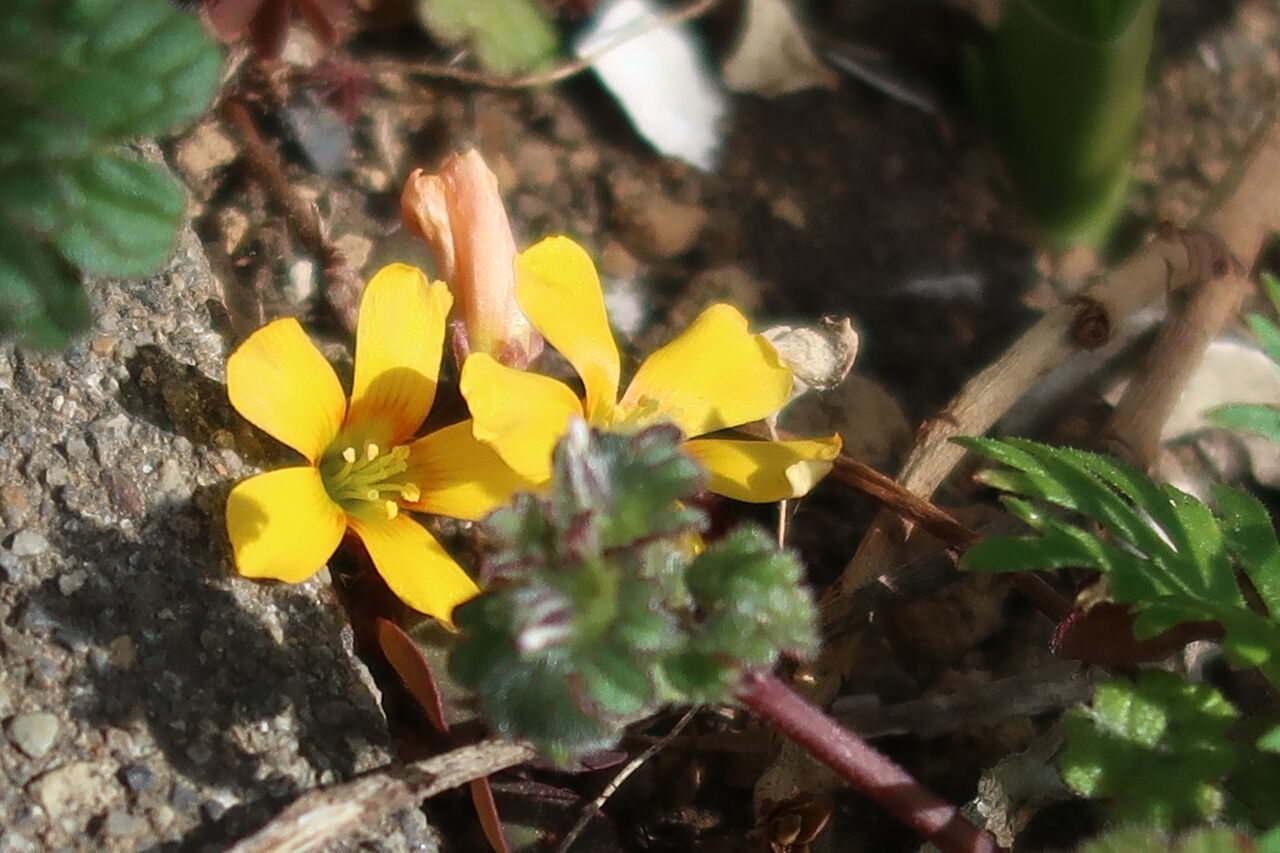 暖かい3月の庭を散策 沈丁花の甘い香り バラの新芽 虫の活動など ピノ子の庭