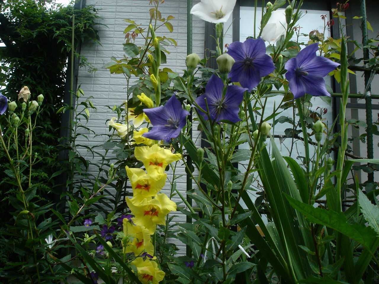 花色も豊富な グラジオラス の育て方と問題点 咲かせて楽しむ方法 ピノ子の庭