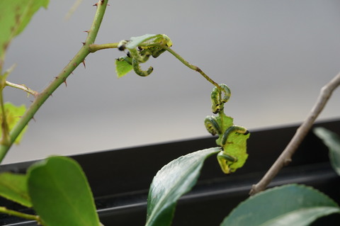 チュウレンバチ幼虫