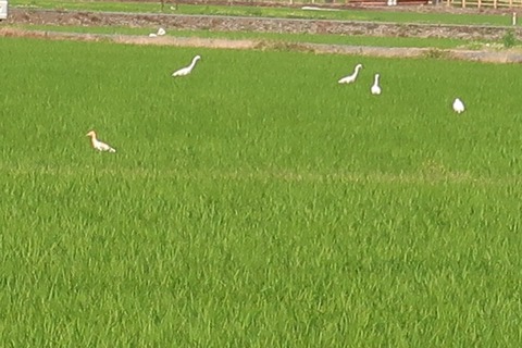 20220613アマサギ