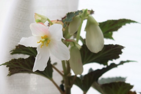 6月22日