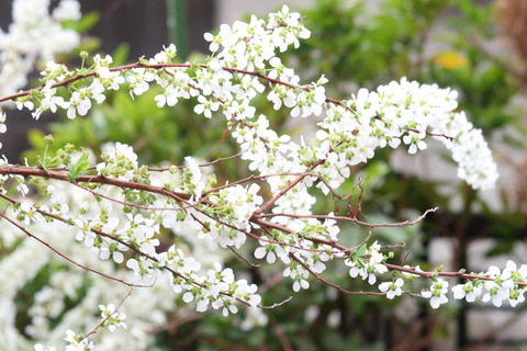 20210328雪柳
