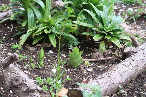 2022331ユリの芽
