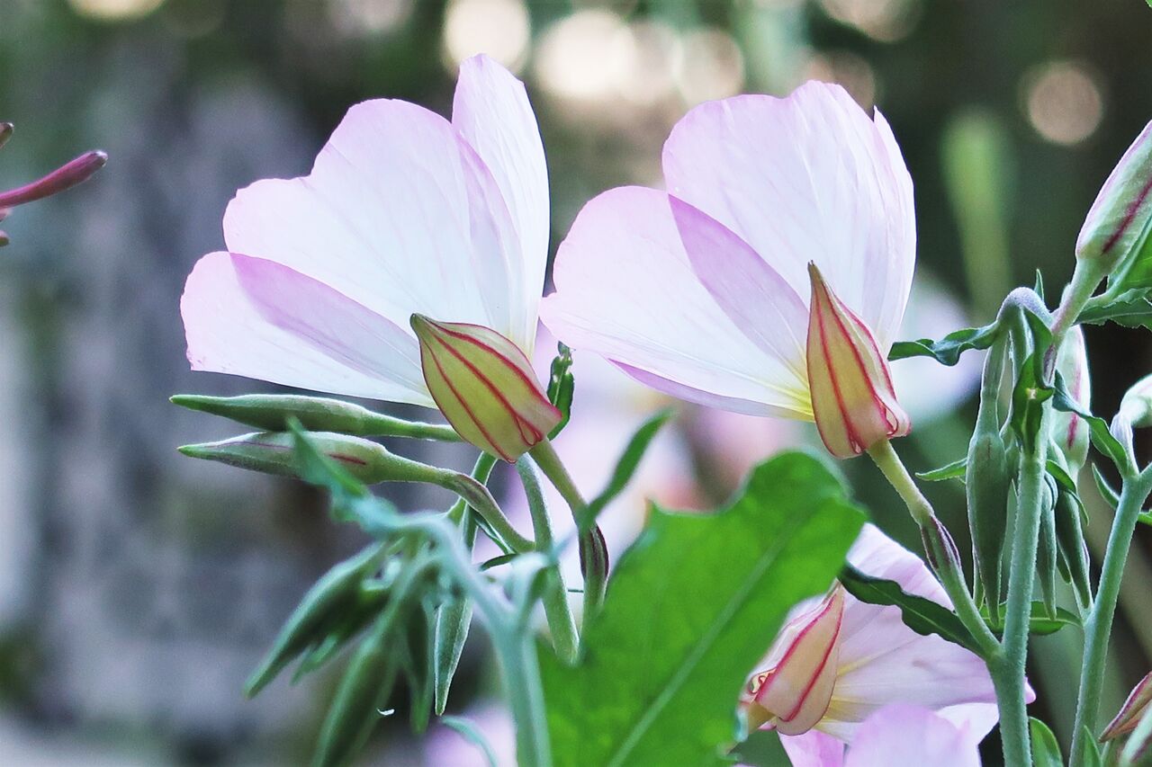 庭の花でアレンジを楽しむ ゴーヤ植えました ピノ子の庭