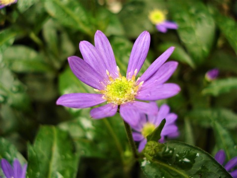 日本古来の丈夫な植物 ミヤコワスレ 都忘れ の育て方増やし方 ピノ子の庭