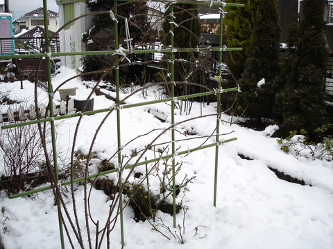 20050225バラ誘引