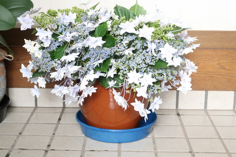 紫陽花の生け花