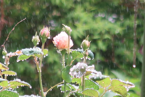 20220513雨の日