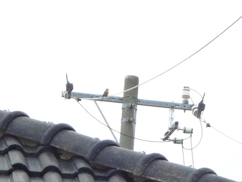 20161016電柱の百舌