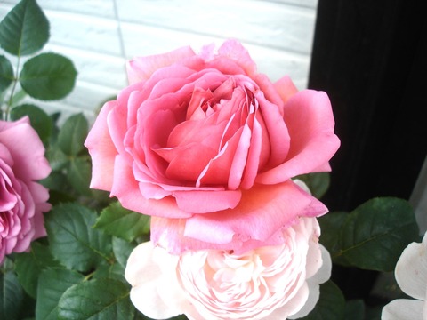 20100607