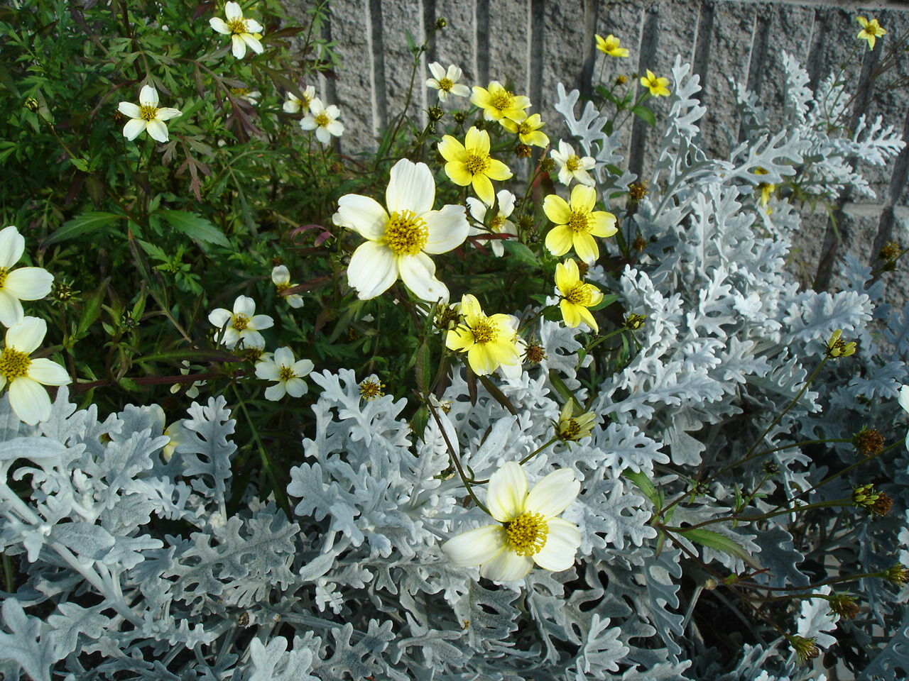 私がおすすめする狭い庭でも扱いやすく丈夫な宿根草 庭植え編 ピノ子の庭