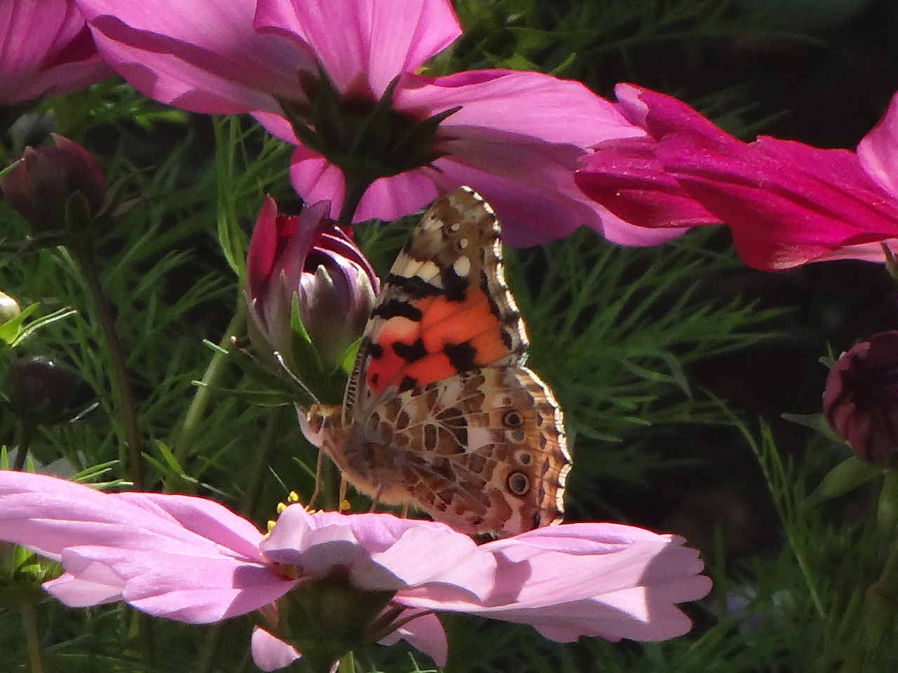 蝶が庭に来るのは何故か花だけじゃない植物との関係 ピノ子の庭 蝶が庭に来るのは何故か花だけじゃない植物との関係 ピノ子の庭