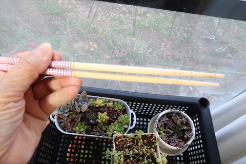 おまけでもらった菜箸