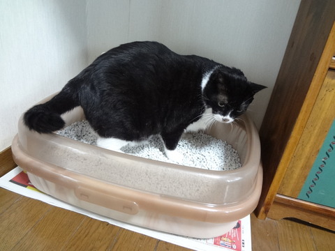 トイレの大きさ