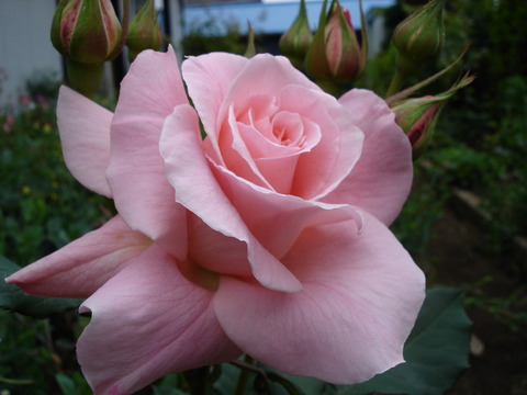 メアリーローズ春の花