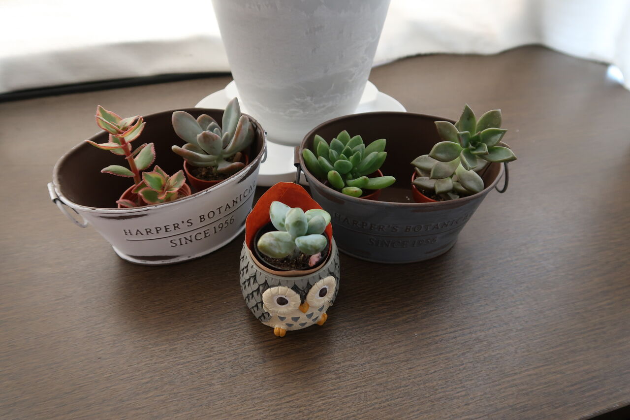 多肉初心者多肉を植える ピノ子の庭