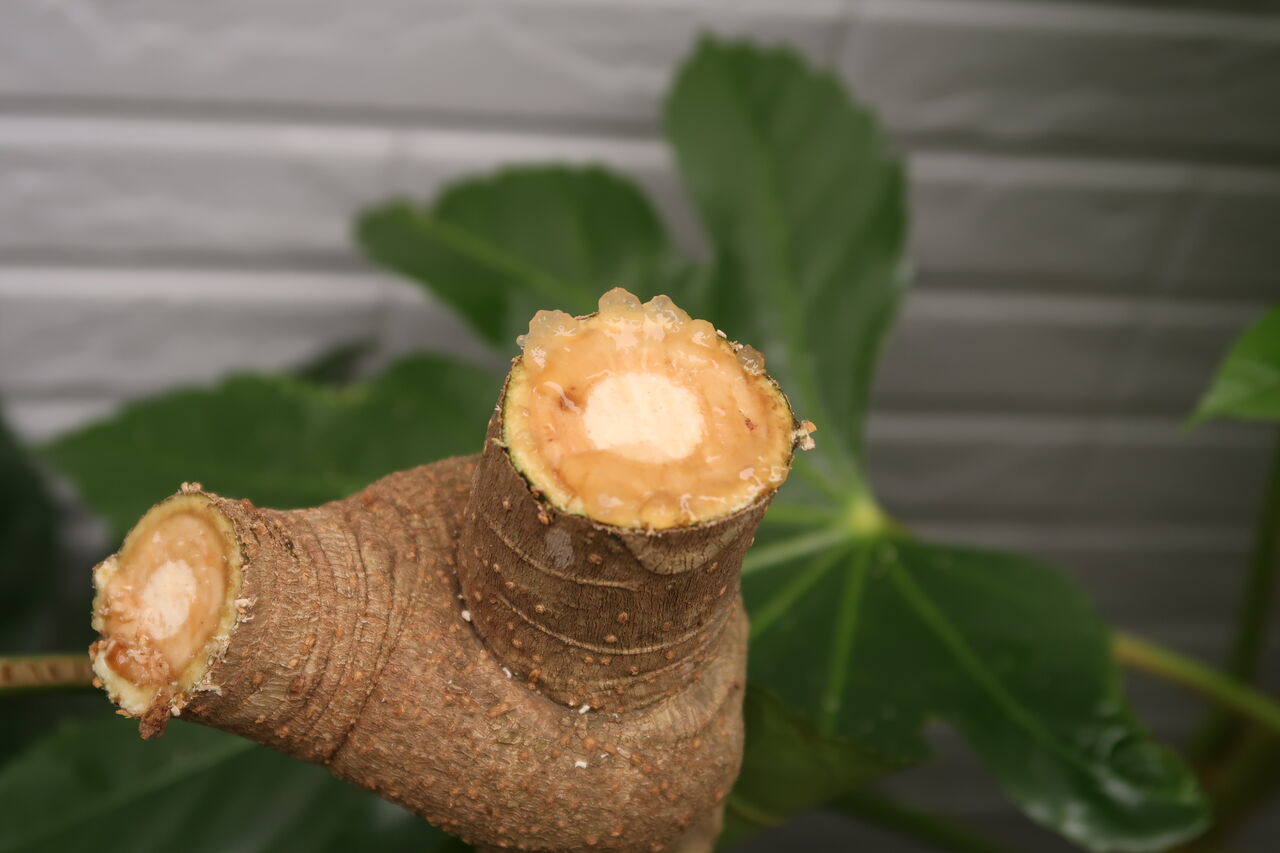 日陰の庭を飾る丈夫なヤツデ 育て方 増やし方 手入れの仕方 ピノ子の庭