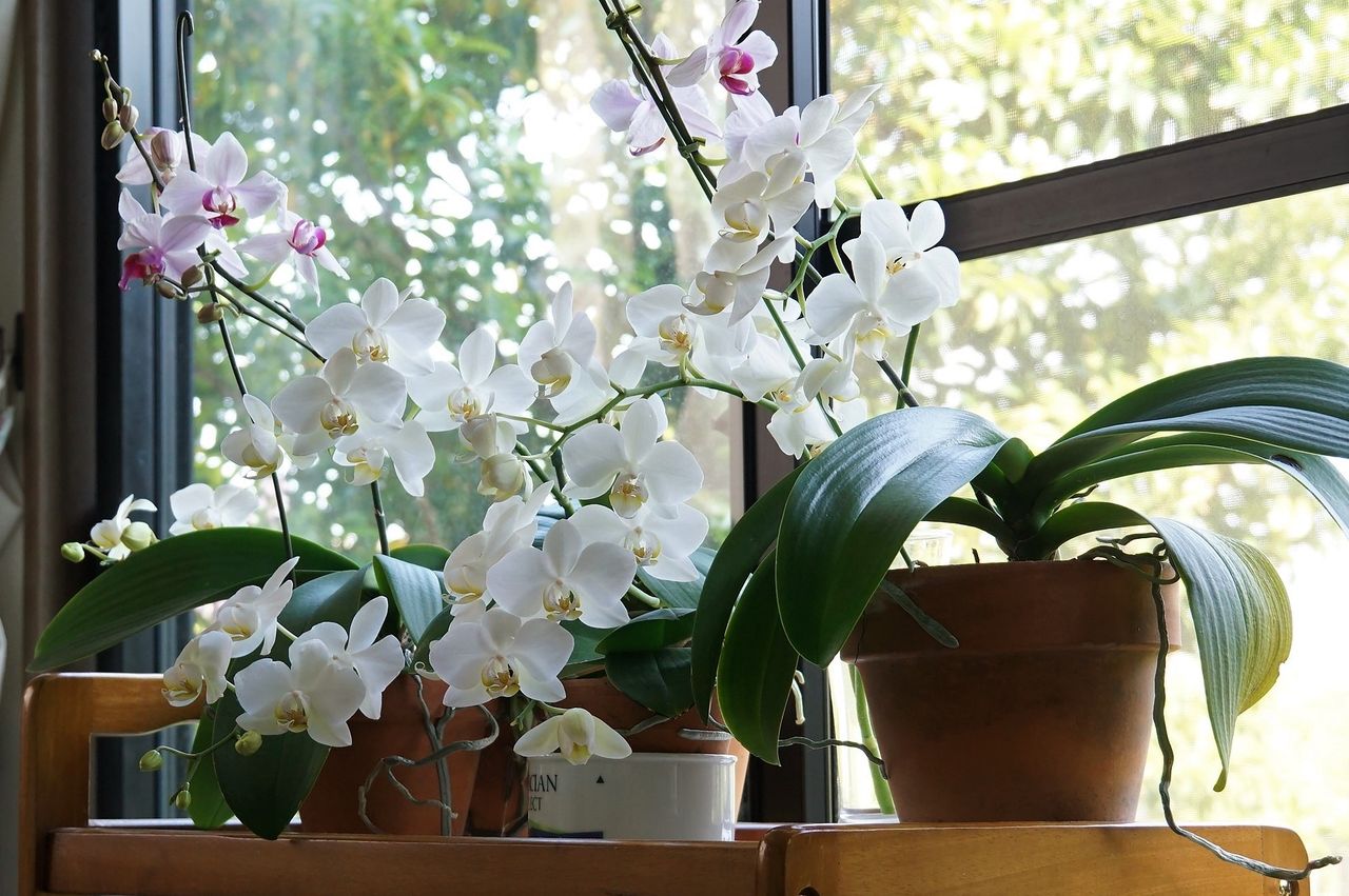 温室なしで咲かせる胡蝶蘭 ファレノプシス の手入れと増やし方 症状別対処法 ピノ子の庭