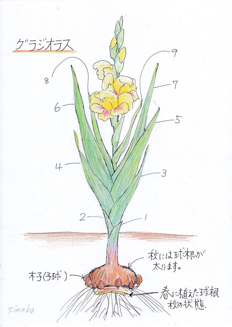 花色も豊富な グラジオラス の育て方と問題点 咲かせて楽しむ方法 ピノ子の庭