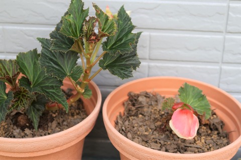 6月17日